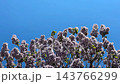 Purple lilac blossoms fill left side against clear blue sky, creating vertical botanical composition with generous copy space for spring, nature, floral, seasonal, and outdoor design use in video Purple lilac blossoms fill left side against clear blue sky, creating vertical botanical composition with generous copy space for spring, nature, floral, seasonal, and outdoor design use in video 143766299