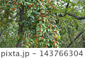 Ripe orange fruits hang among green leaves on tree branches in natural woodland, offering seasonal botanical detail, harvest imagery, and organic textured background for nature content video Ripe orange fruits hang among green leaves on tree branches in natural woodland, offering seasonal botanical detail, harvest imagery, and organic textured background for nature content video 143766304