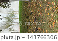 Autumn park lawn covered with fallen leaves, tree trunks, scattered natural debris, and soft overcast daylight, offering seasonal outdoor scenery and copy space for environmental content video Autumn park lawn covered with fallen leaves, tree trunks, scattered natural debris, and soft overcast daylight, offering seasonal outdoor scenery and copy space for environmental content video 143766306