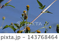 一隻蜜蜂正在吸食日本月桂花的花蜜。 143768464