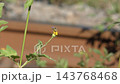 一隻蜜蜂正在吸食日本月桂花的花蜜。 143768468