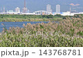 そよ風に揺れる淀川の川岸に生えるヨシとオギ　大阪府枚方市 143768781