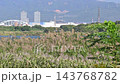 そよ風に揺れる淀川の川岸に生えるヨシとオギ　大阪府枚方市 143768782