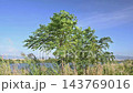 風に揺れる淀川河川敷の木　大阪府枚方市 143769016
