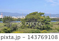 風に揺れる淀川河川公園の木　大阪府枚方市 143769108