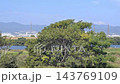 風に揺れる淀川河川公園の木　大阪府枚方市 143769109
