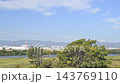風に揺れる淀川河川公園の木　大阪府枚方市 143769110
