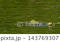 Common frog, Rana temporaria, reptiles croaking in the water, also known as the European common frog or European grass frog is a semi-aquatic amphibian of the family Ranidae  143769307