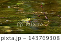 Common frog, Rana temporaria, reptiles croaking in the water, also known as the European common frog or European grass frog is a semi-aquatic amphibian of the family Ranidae  143769308