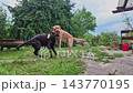 Two Labrador retriever, Canis lupus familiaris hopping around and fighting each other on a grass field. Healthy brown labrador retriever having fun outdoors at Donauwoerth, Bavaria in Germany 143770195