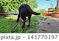 Two Labrador retriever, Canis lupus familiaris hopping around and fighting each other on a grass field. Healthy brown labrador retriever having fun outdoors at Donauwoerth, Bavaria in Germany 143770197