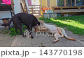 Two Labrador retriever, Canis lupus familiaris hopping around and fighting each other on a grass field. Healthy brown labrador retriever having fun outdoors at Donauwoerth, Bavaria in Germany 143770198