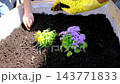 City Sustainability, Hands in yellow gloves plant flowers in wooden crates on city rooftop. Urban gardening community grows herbs and vegetables like mint and tomatoes in sustainable environment. 143771833