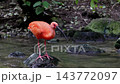 Scarlet ibis, Eudocimus ruber, bird of the Threskiornithidae family, admired by the reddish coloration of feathers, a consequence of crustaceans-based food 143772097