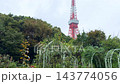 東京鐵塔高聳於芝公園的玫瑰園之上 143774056