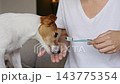 Woman teaching Jack Russell terrier to use a toothbrush for teeth cleaning 143775354
