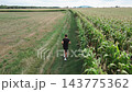 Man running along a corn field during a trail workout in the countryside 143775362