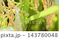 沐浴在秋日的陽光下，金黃色的稻稈垂掛下來，上面掛滿了成熟的稻穀。 143780048