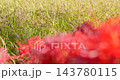 沉重下垂的金黃色稻稈和紅色的彼岸花 143780115