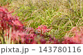 沉重下垂的金黃色稻稈和紅色的彼岸花 143780116