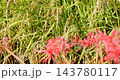 沉重下垂的金黃色稻稈和紅色的彼岸花 143780117