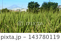 鬱鬱蔥蔥的稻田和鄉村景色 143780119