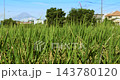 鬱鬱蔥蔥的稻田和鄉村景色 143780120