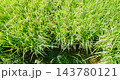 鬱鬱蔥蔥的稻田和鄉村景色 143780121