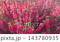 Close up vibrant pink heather blossoms glow warm autumn sunlight, revealing delicate floral spikes green foliage. Soft bokeh shallow focus create bright botanical background full seasonal color 143780935