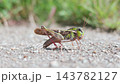 クルマバッタのクローズアップ　緑色と褐色の体が特徴の昆虫 143782127