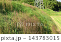 棚田の土手で風に揺れる雑草　滋賀県大津市福谷の郷 143783015