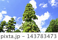 大津市南小松の名物天狗杉　滋賀県 143783473