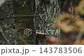 Shelf Fungus Growing on Lichen Covered Birch Trunk in Forest 143783506
