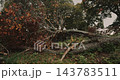 A fallen tree lies across the fence of an old rural house surrounded by autumn vegetation. Fallen tree resting on an old fence 143783511