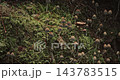 Clustered Brown Bonnet Mushrooms Growing on Mossy Rotten Wood 143783515