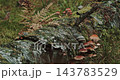 Red Brown Mushrooms Growing on Mossy Fallen Birch Trunk 143783529