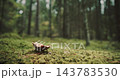 Small Wild Mushroom Growing on Green Moss in Blurred Sunlit Coniferous Forest 143783530