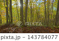 251104 秋山鄉：秋色斑斕的山毛櫸隧道 143784077