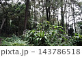 Lush Green Forest Landscape with Pine Trees and Tropical Foliage 143786518