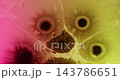 Flow ink. Liquid texture. Blur purple pink yellow color spill acrylic water bubble floating on abstract creative art neon background. 143786651