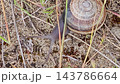 Land Snail Moving with Extended Tentacles on Sandy Soil 143786664