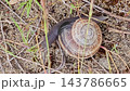 Land Snail Crawling on Sandy Ground Among Dry Grass 143786665
