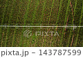 A large agricultural irrigation system distributes moisture across rows of vibrant green crops under a clear blue sky. 143787599