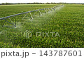 Under bright sunlight, an irrigation system waters vibrant green rows of corn crops in a vast field. 143787601