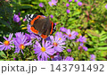 A Red Admiral butterfly resting with open wings on vibrant purple aster flowers in a sunny autumn garden. High quality 4k footage 143791492