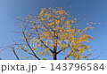 Under the blue sky, the ginkgo trees have begun to shed their leaves. 143796584