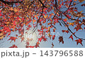 Beautifully colored maple leaves sway in the wind. 143796588