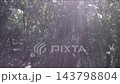 Sunbeams Shining Through Forest Canopy Revealing Mountain Valley View 143798804