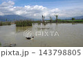 Muscovy Duck Swimming in Calm Lake Water with Mountain and Reeds Background 143798805