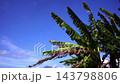 Green Banana Tree Leaves Swaying in Wind Against Bright Blue Sky 143798806